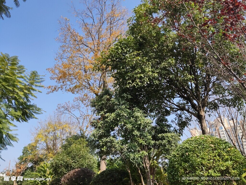 秋日繁茂树林景观