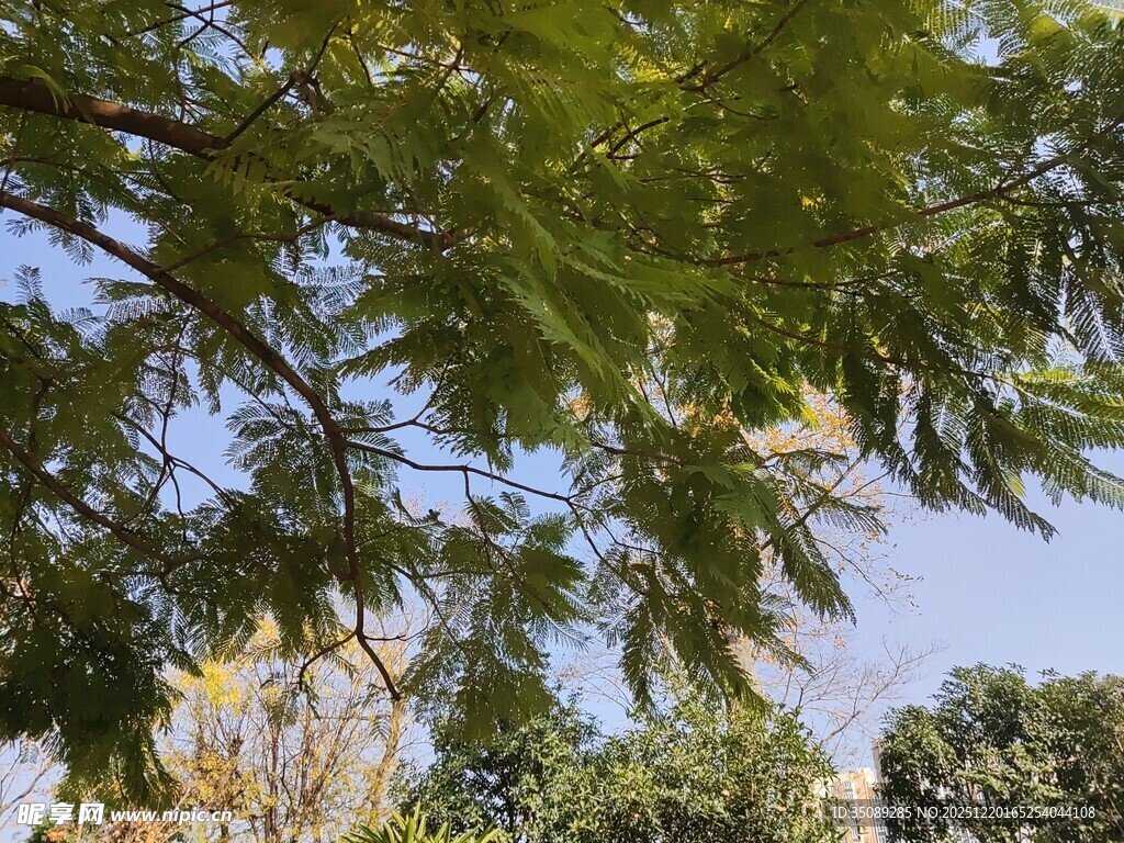 枝叶繁茂的绿树景观