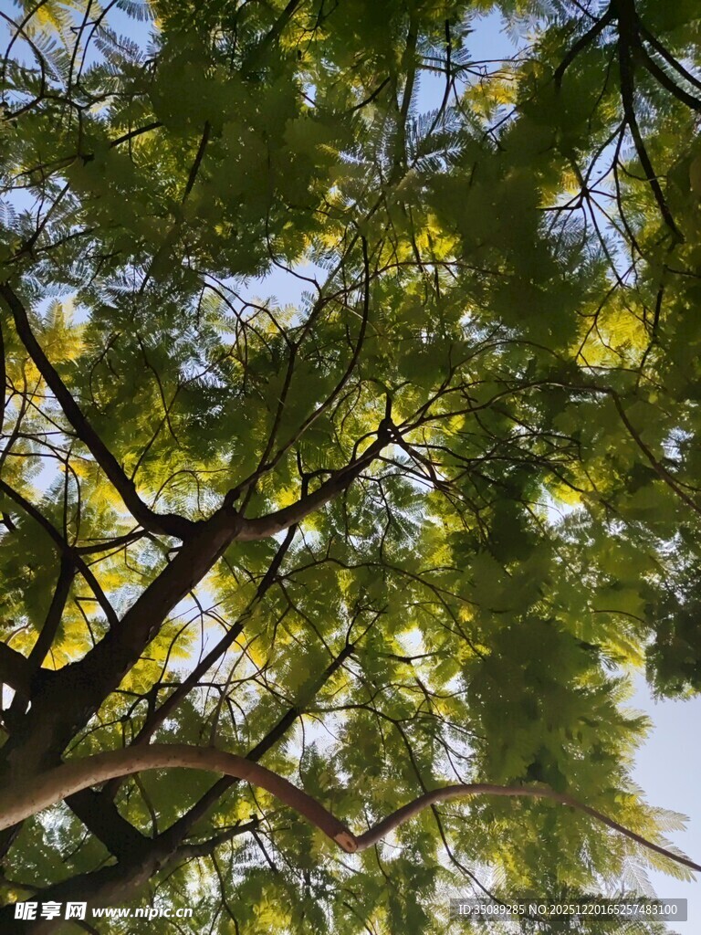 枝叶繁茂的翠绿树木