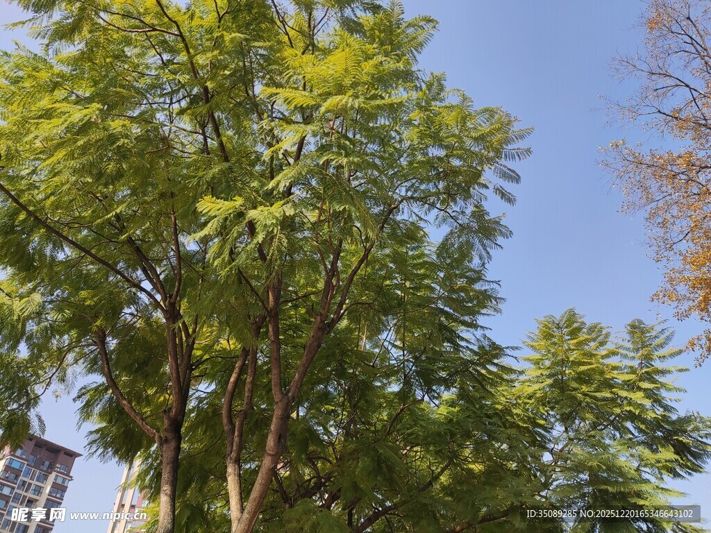 蓝天绿树风景图