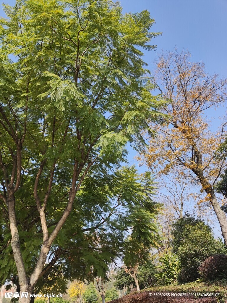 阳光下的葱郁树木