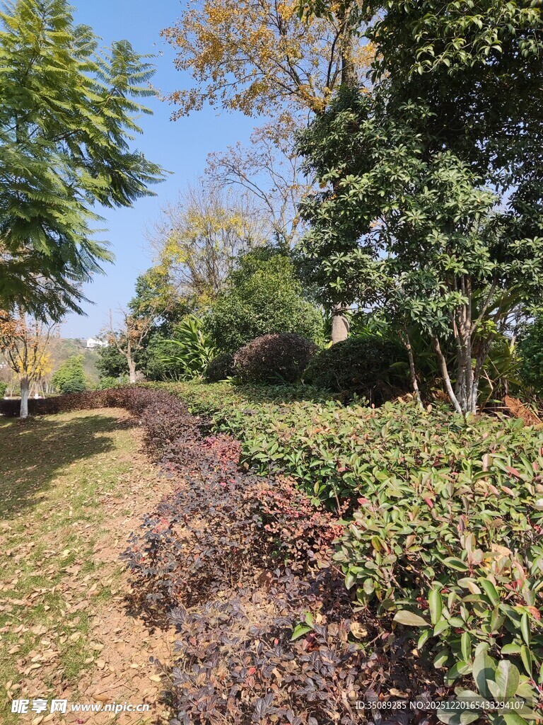 秋日公园绿植景观