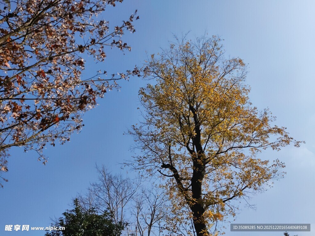 秋日蓝天银杏树枝景