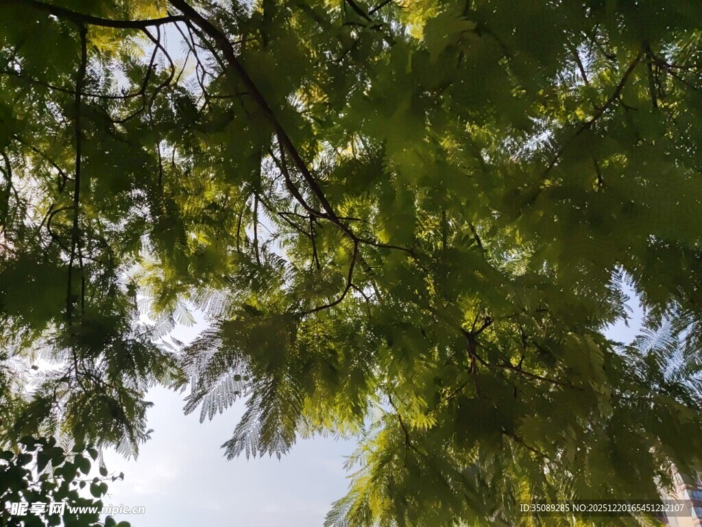 仰视茂密翠绿的繁茂枝叶