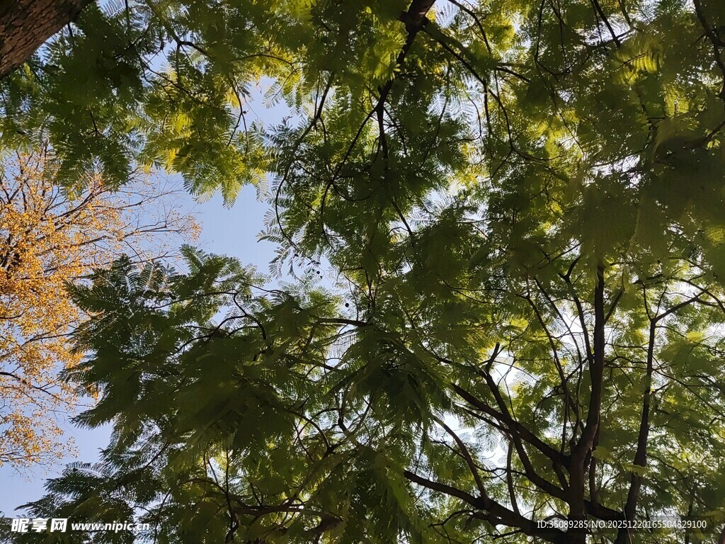 仰视繁茂绿树与蓝天