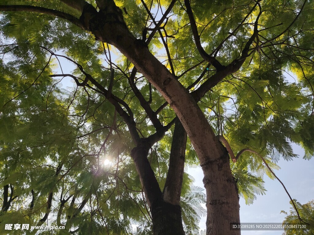 阳光透过枝叶洒下的美景