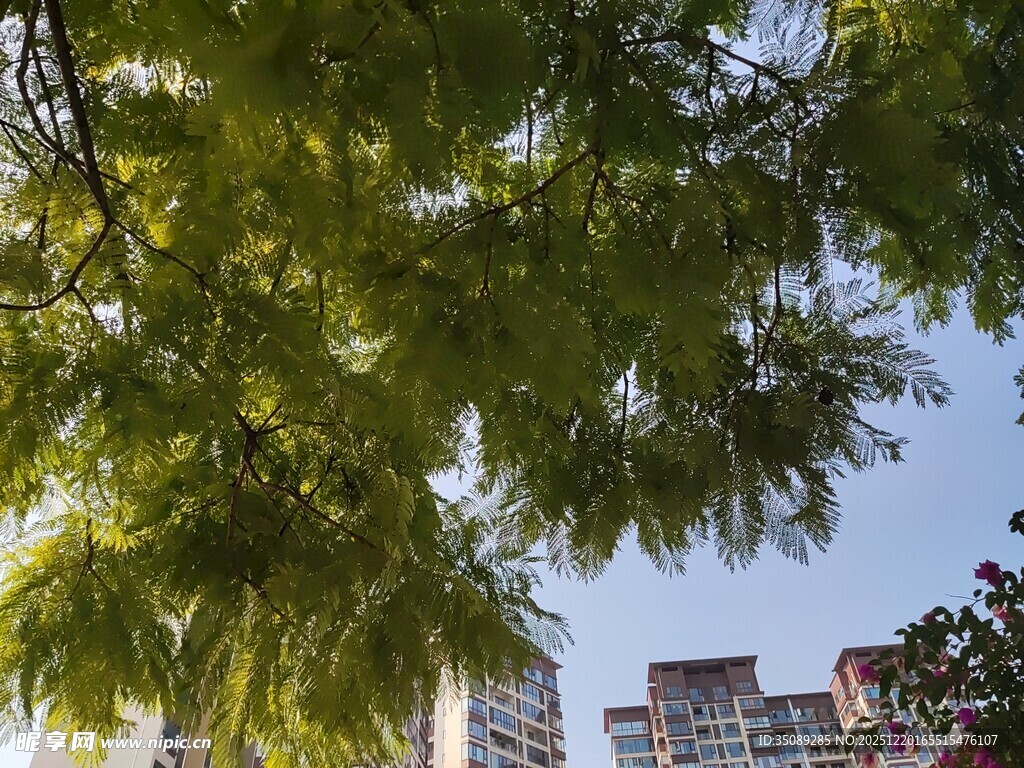 透过枝叶望城市高楼