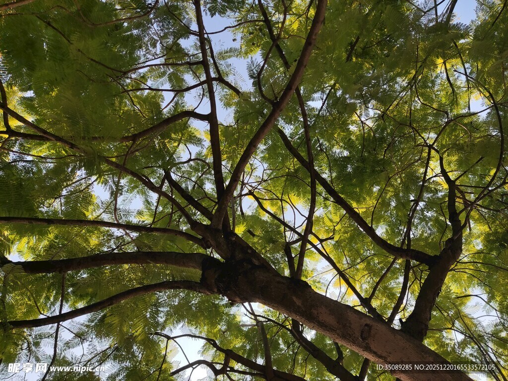 仰视繁茂树枝