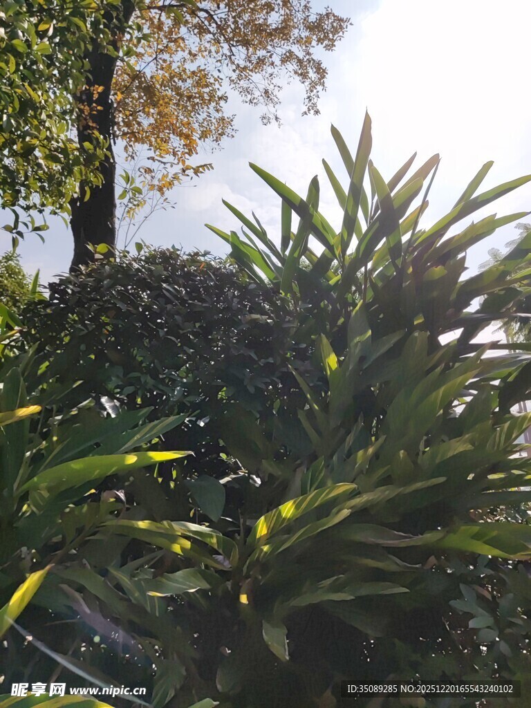 户外繁茂绿植景观
