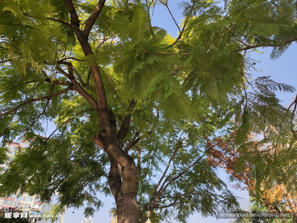 夏日葱郁树木特写