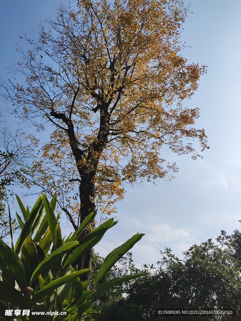 秋日孤树与葱郁绿植