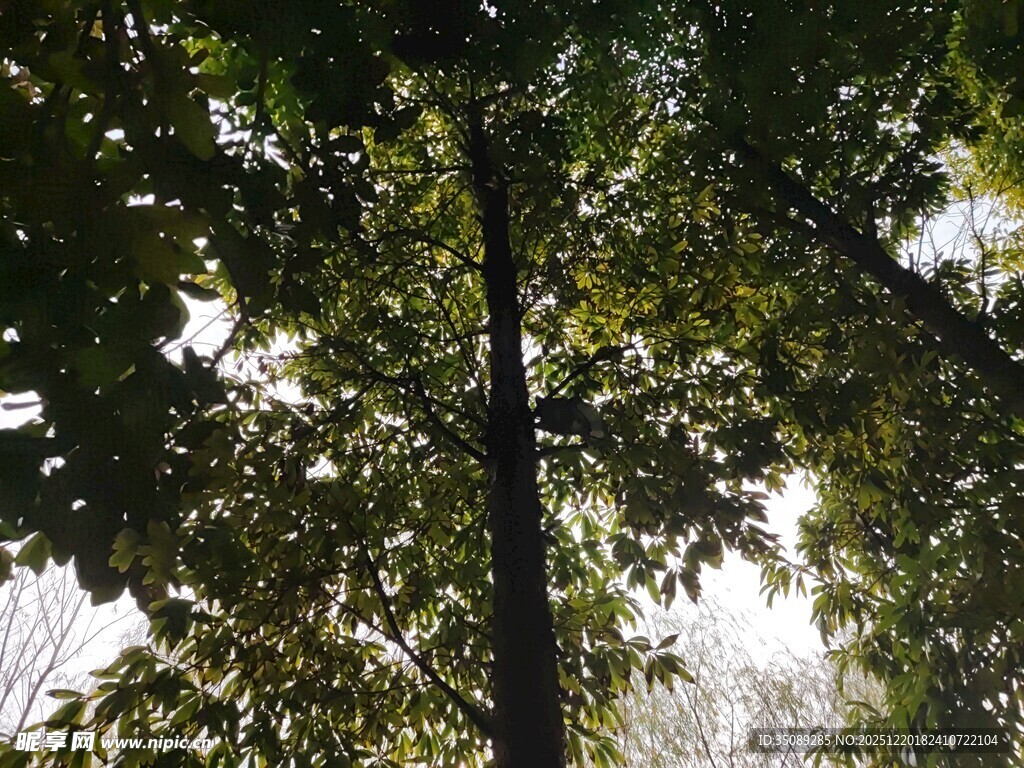 仰视茂密树林树冠