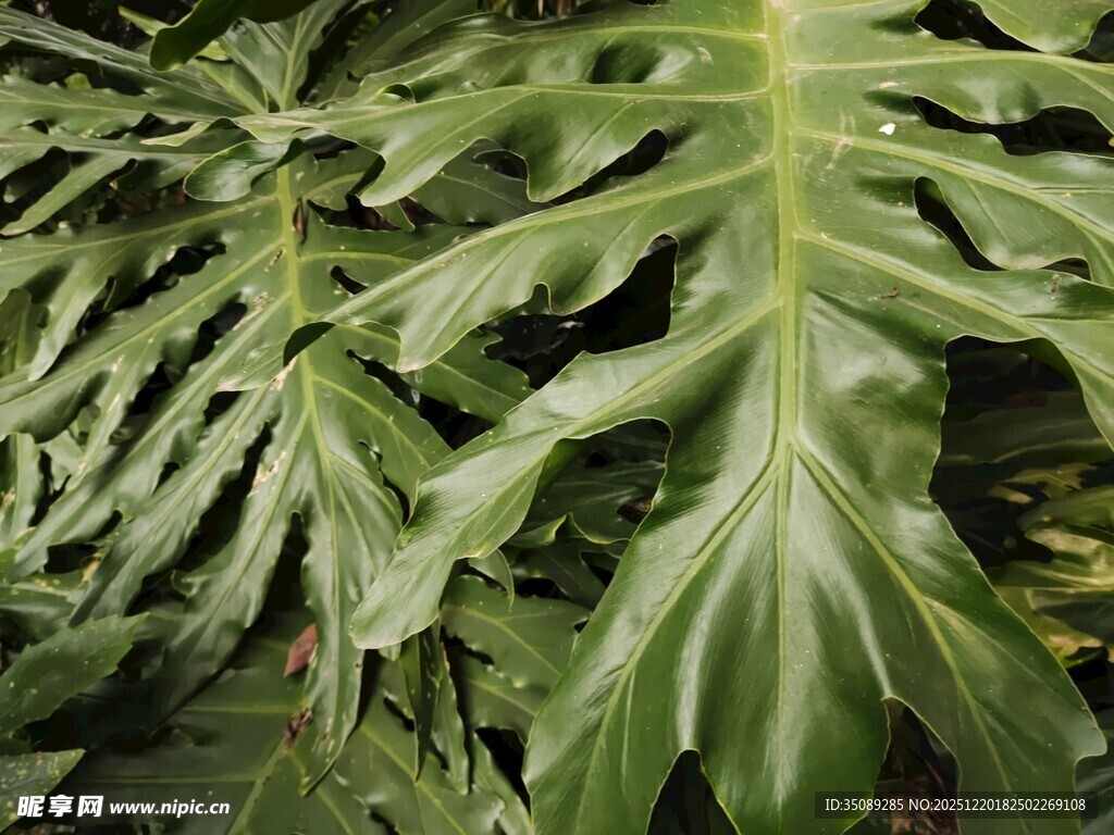 羽状叶片的热带绿植