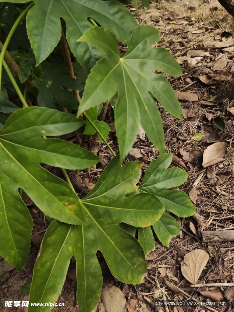 绿叶特写尽显自然生机