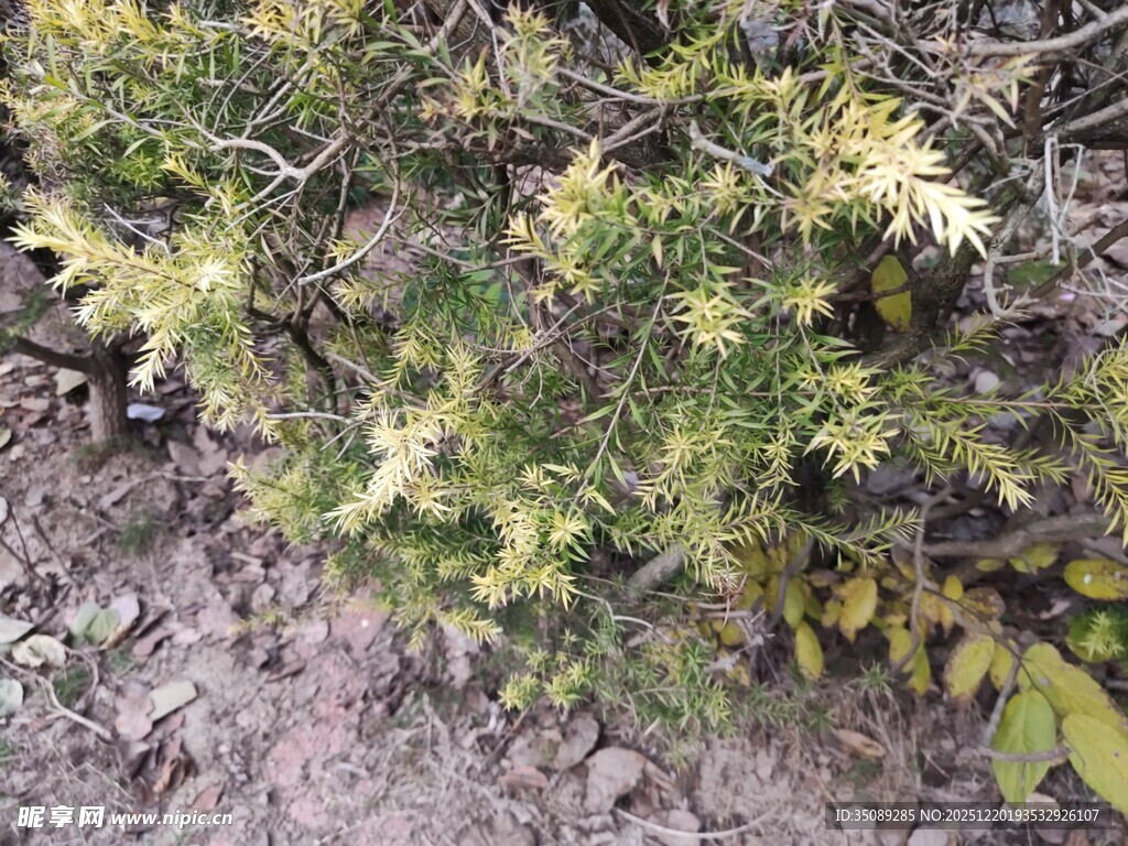 绿叶繁茂的植物景观