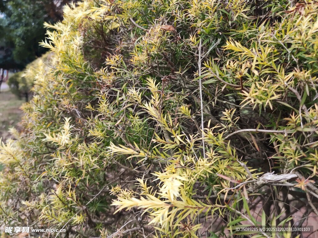 翠绿茂盛的植物枝叶