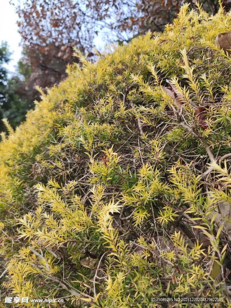 茂密葱郁的绿色灌木丛