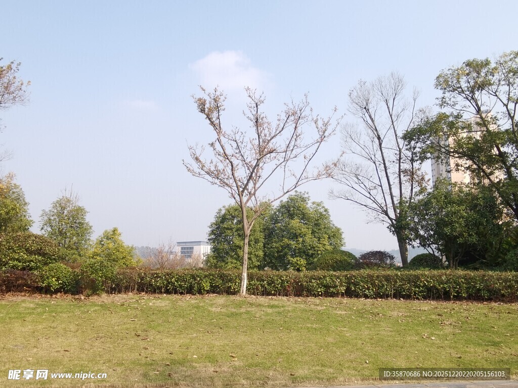 户外草地树木风景画面