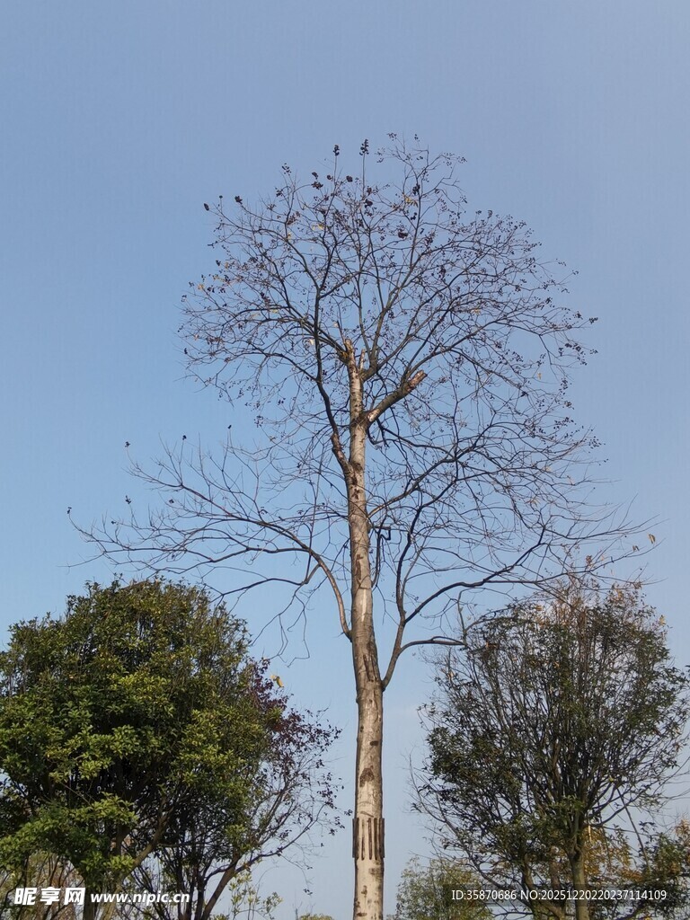 冬日枯树与葱郁树木对比