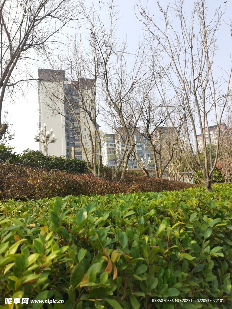 城市绿植与远处高楼景观