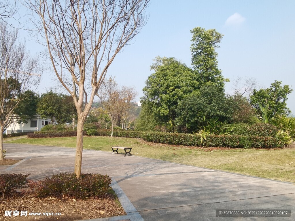 公园小径旁的树木与绿地