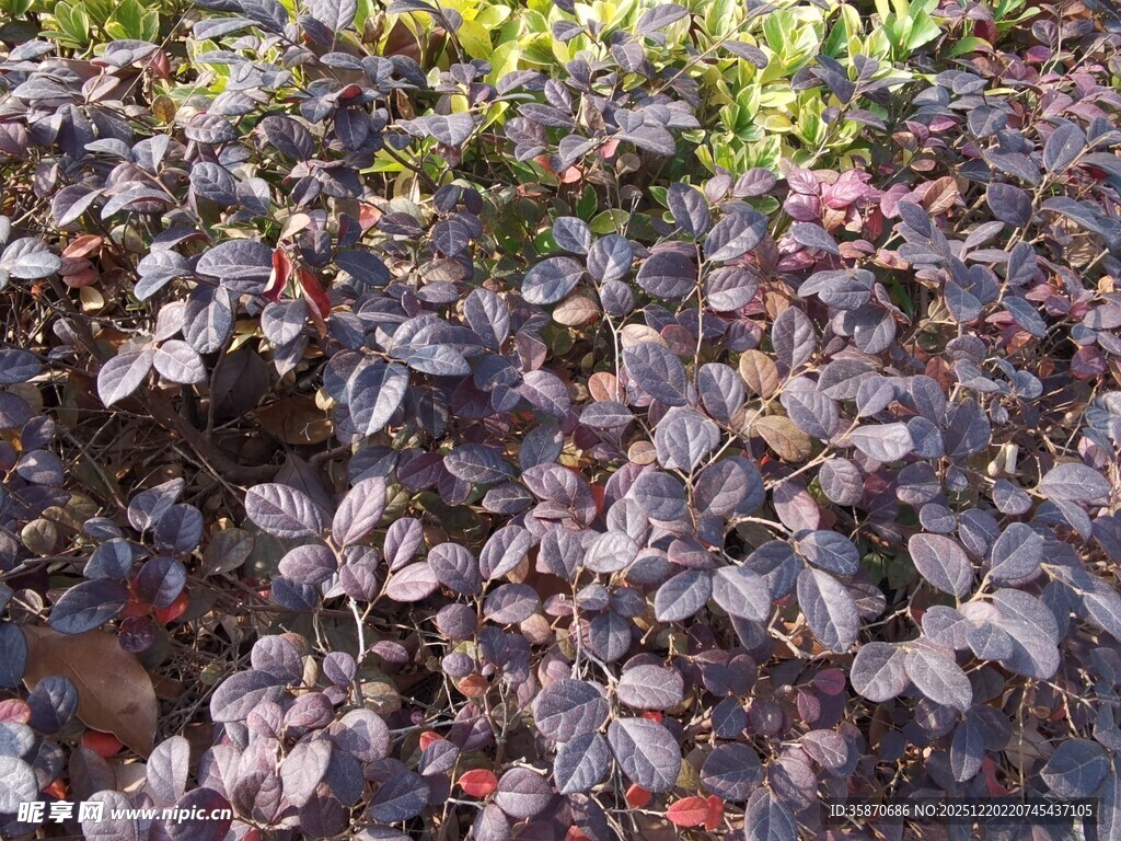 紫叶小檗植物景观