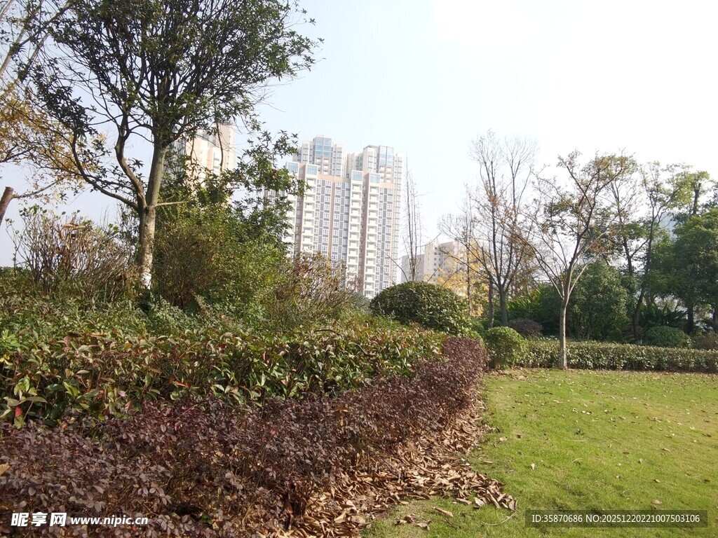 城市绿地中的绿植与建筑