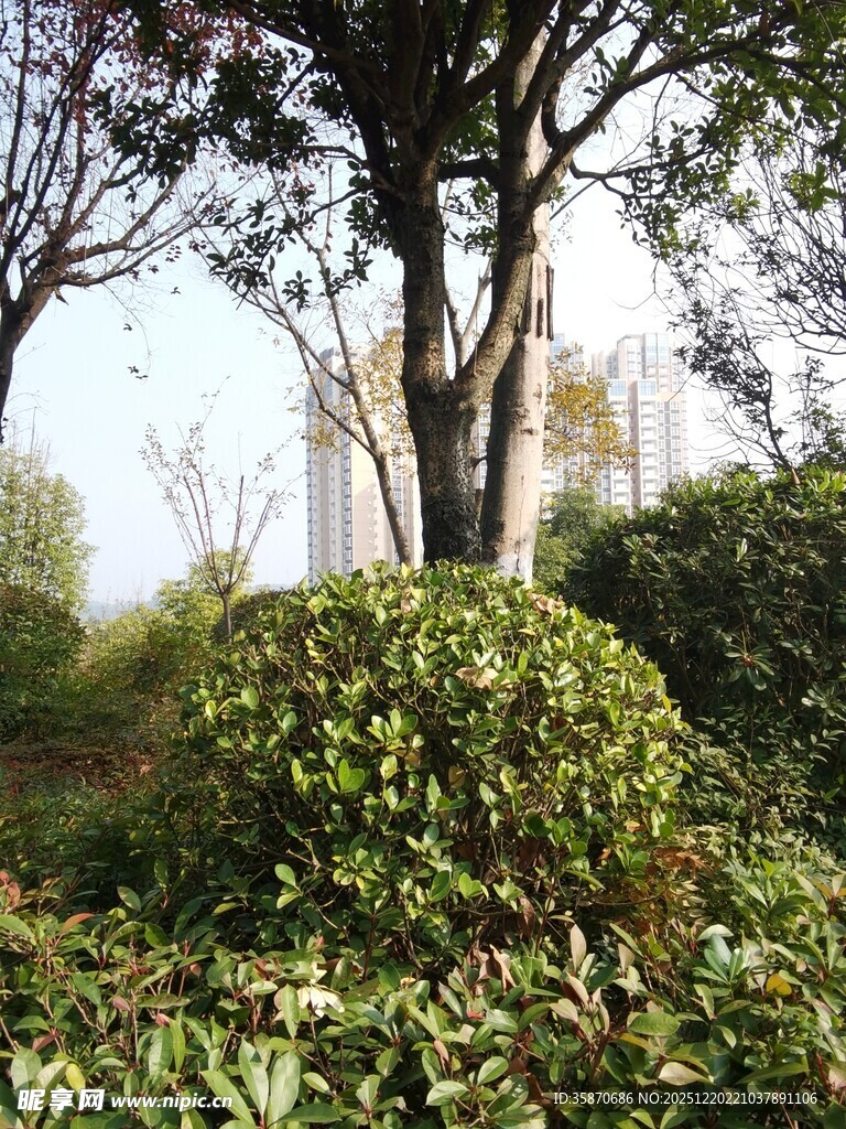户外繁茂绿植景观
