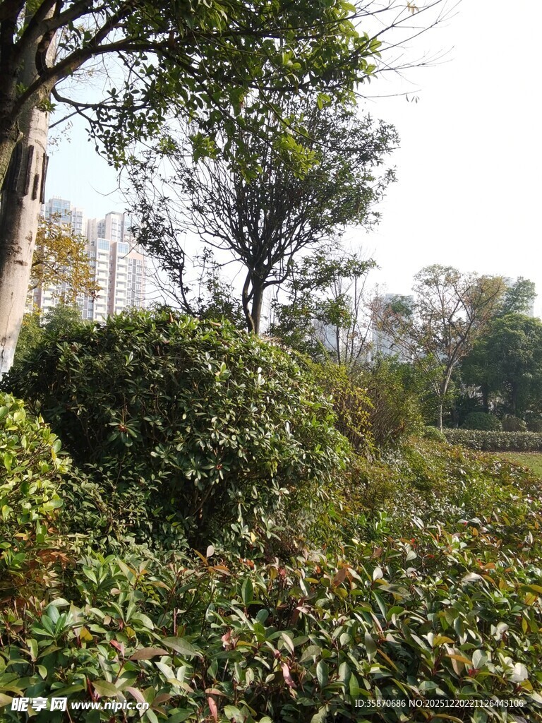户外繁茂绿植景观
