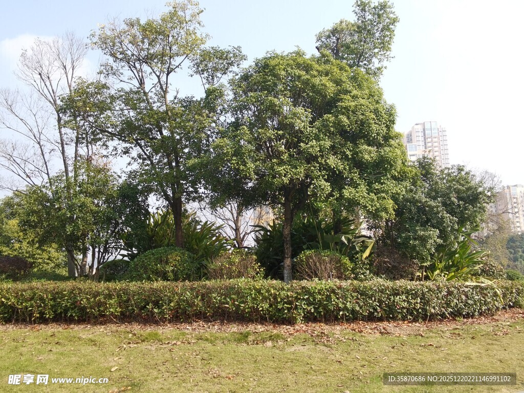 户外绿意盎然的树木景观