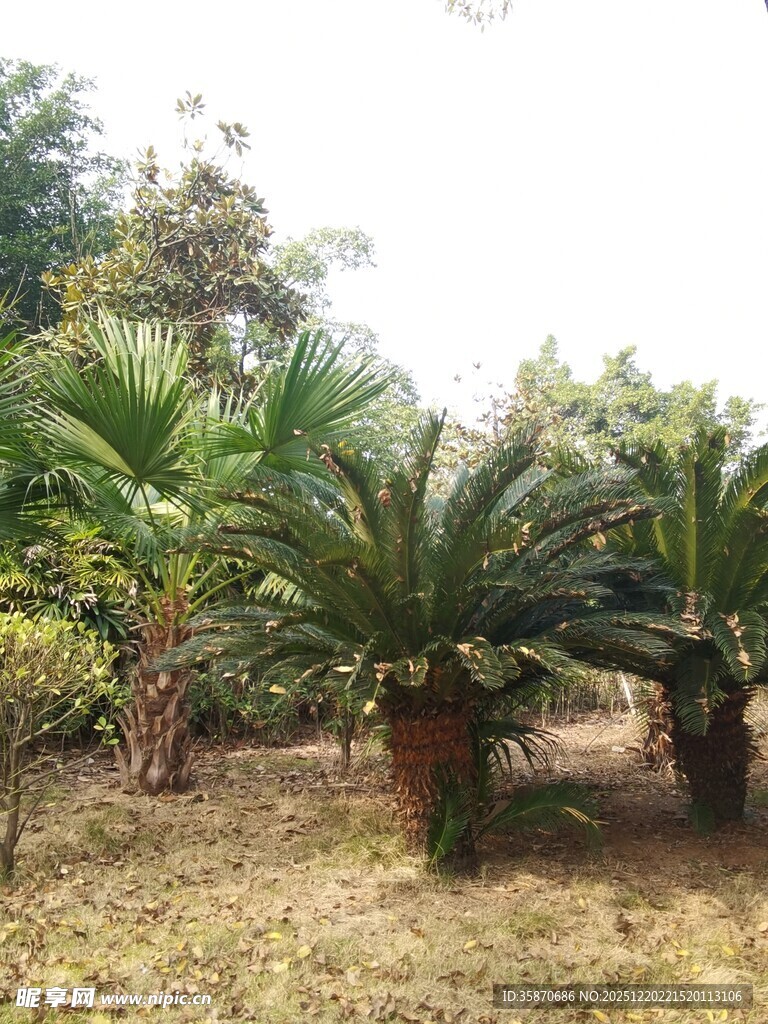 户外丛生的棕榈科植物