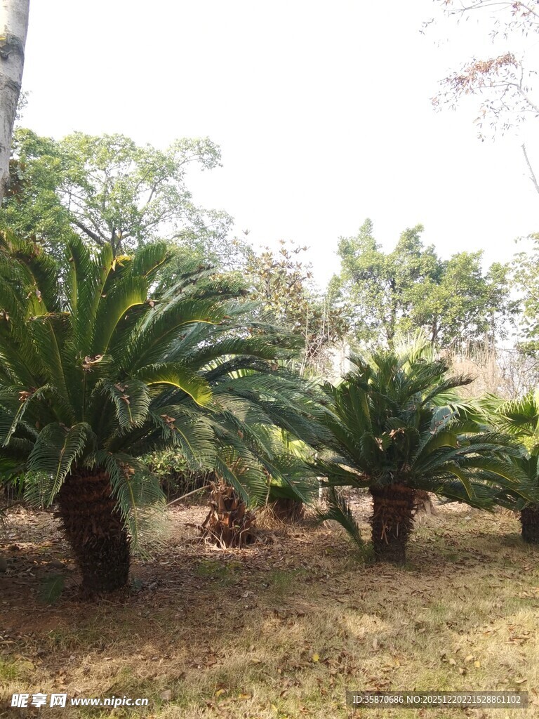 户外丛生的苏铁植物景观
