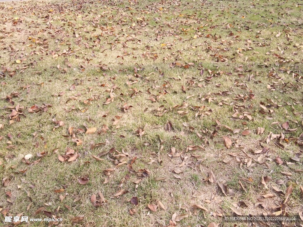 秋日草地落叶景象