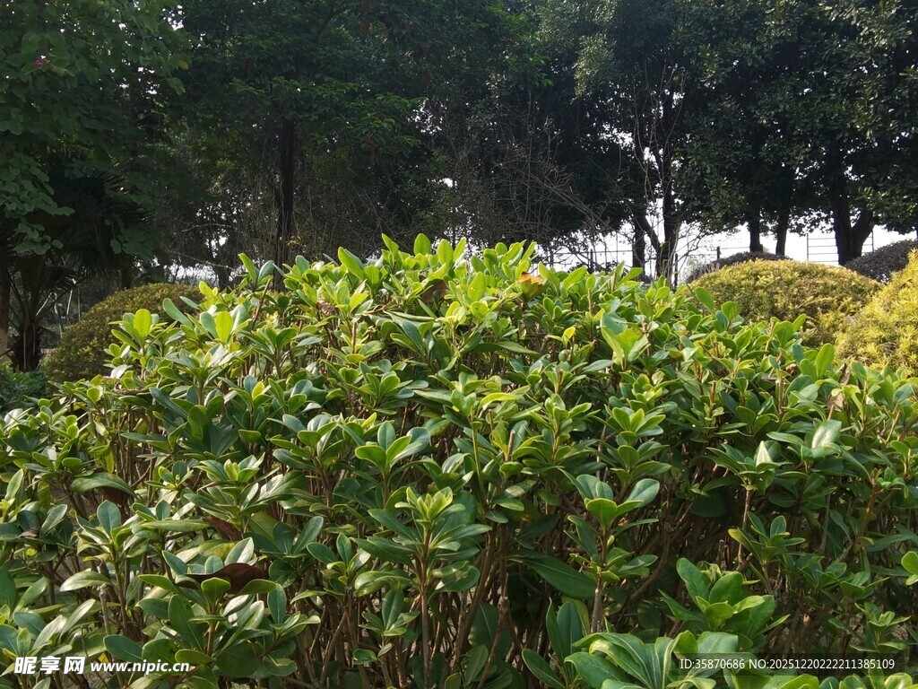 绿意盎然的繁茂灌木丛