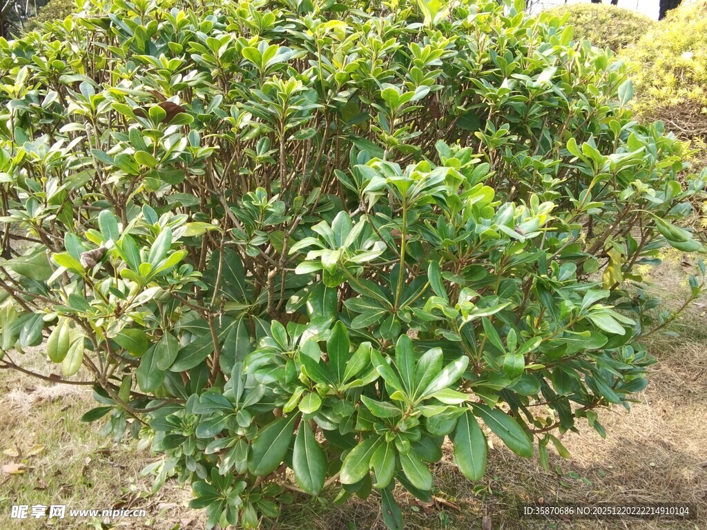 绿叶繁茂的灌木丛