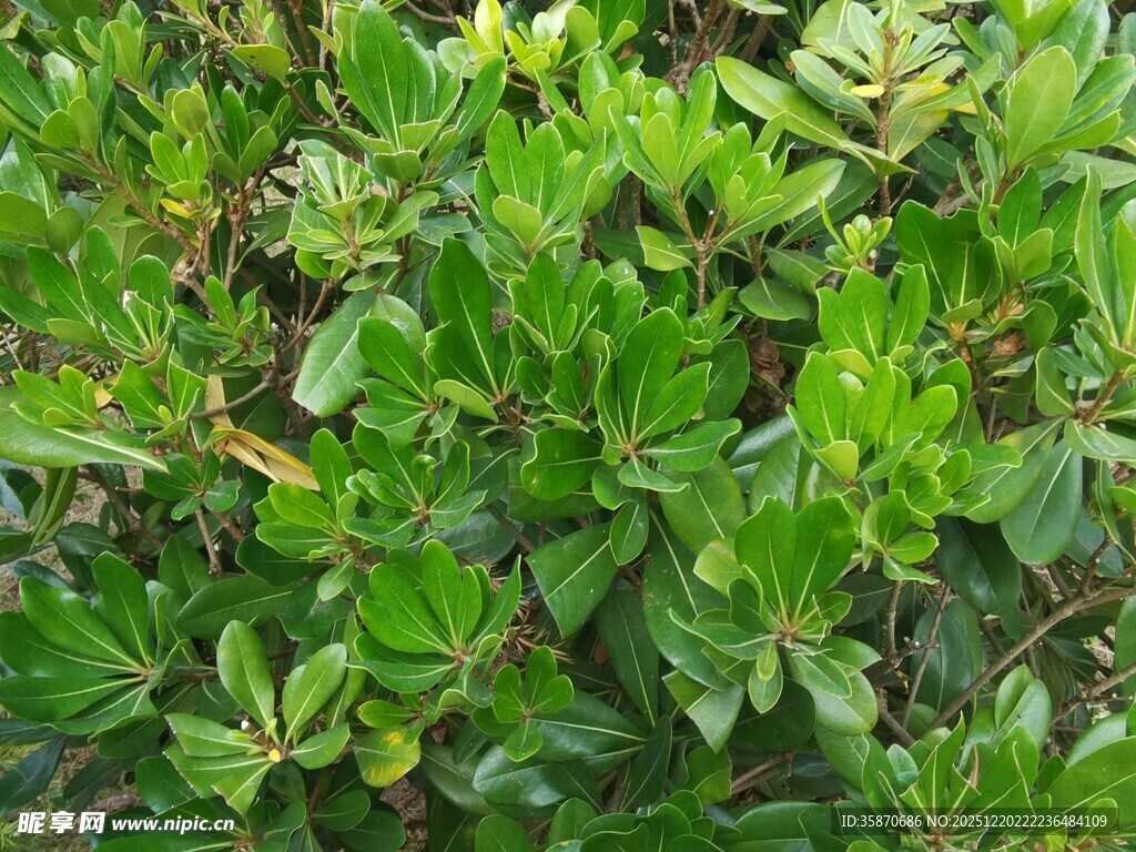 翠绿繁茂的绿植景观