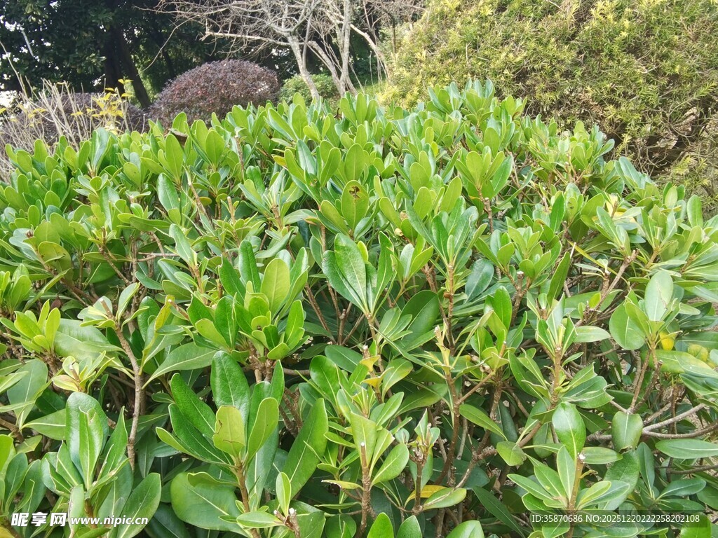 翠绿繁茂的灌木丛