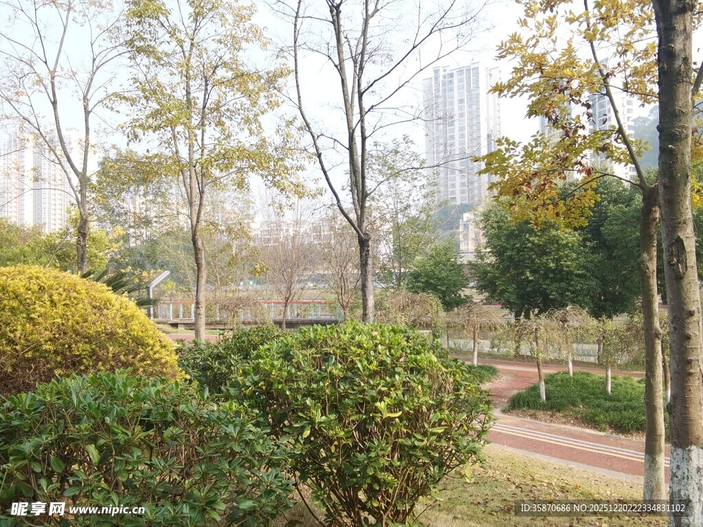 城市公园中的绿植景观