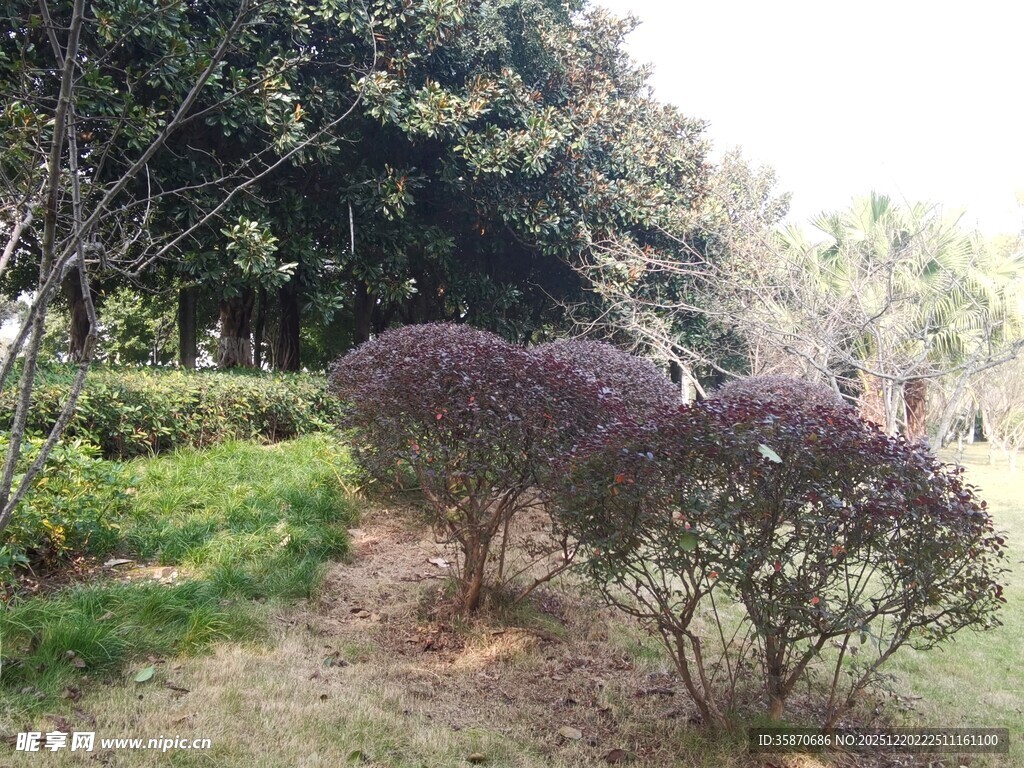 园林中的紫色灌木景观