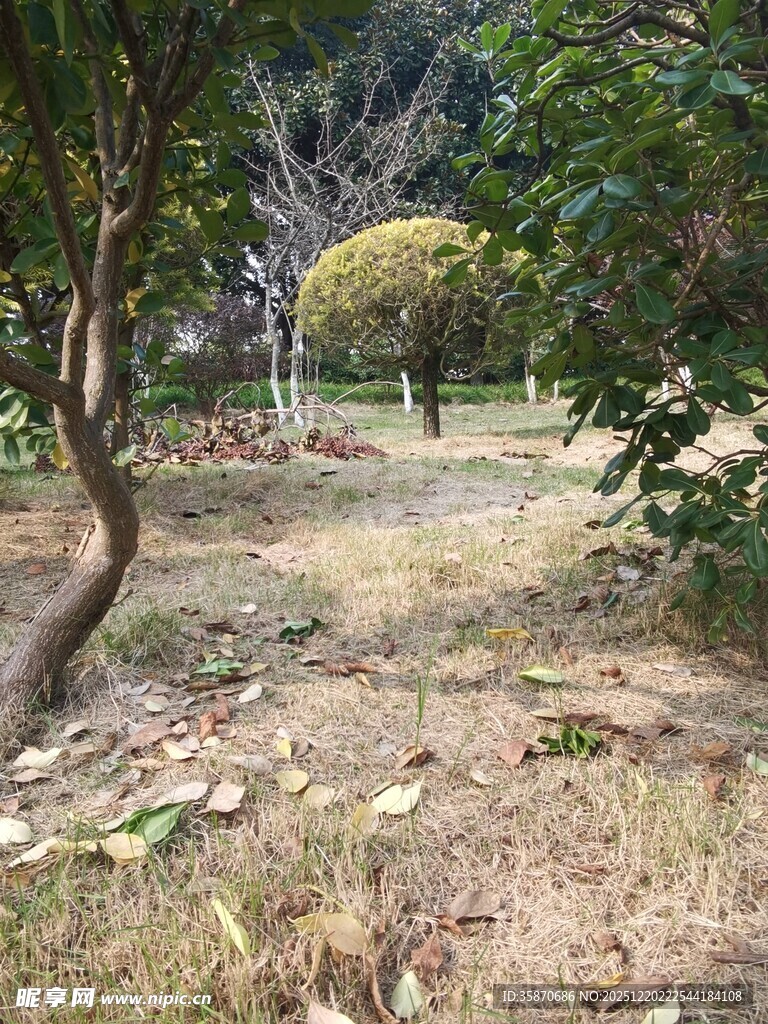 秋日林间静谧小径