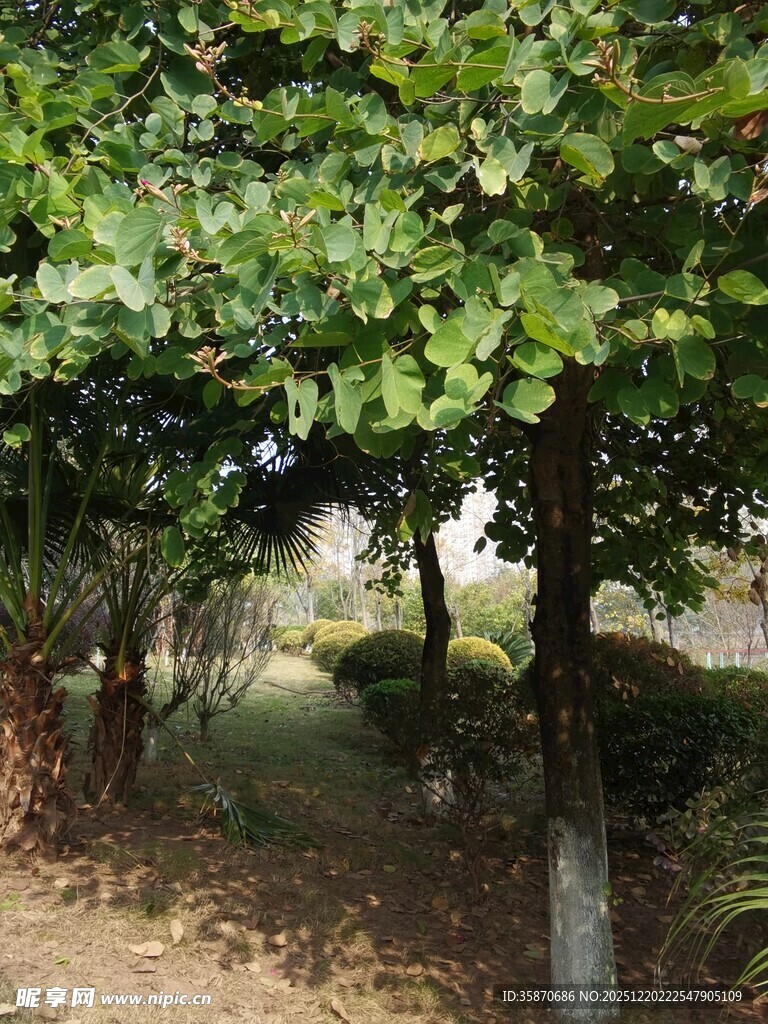 绿荫下的静谧林间小道