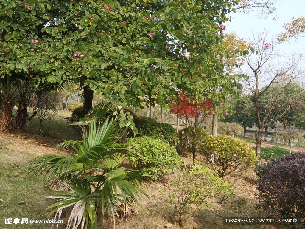 公园绿植景观