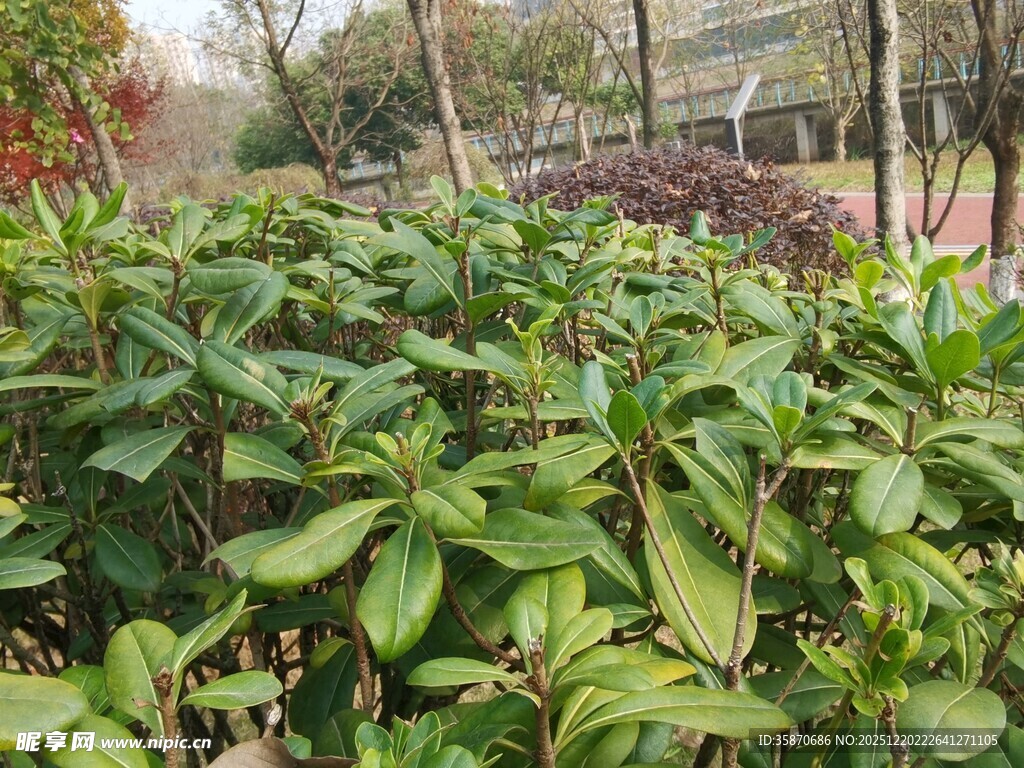 绿叶繁茂的植物景观