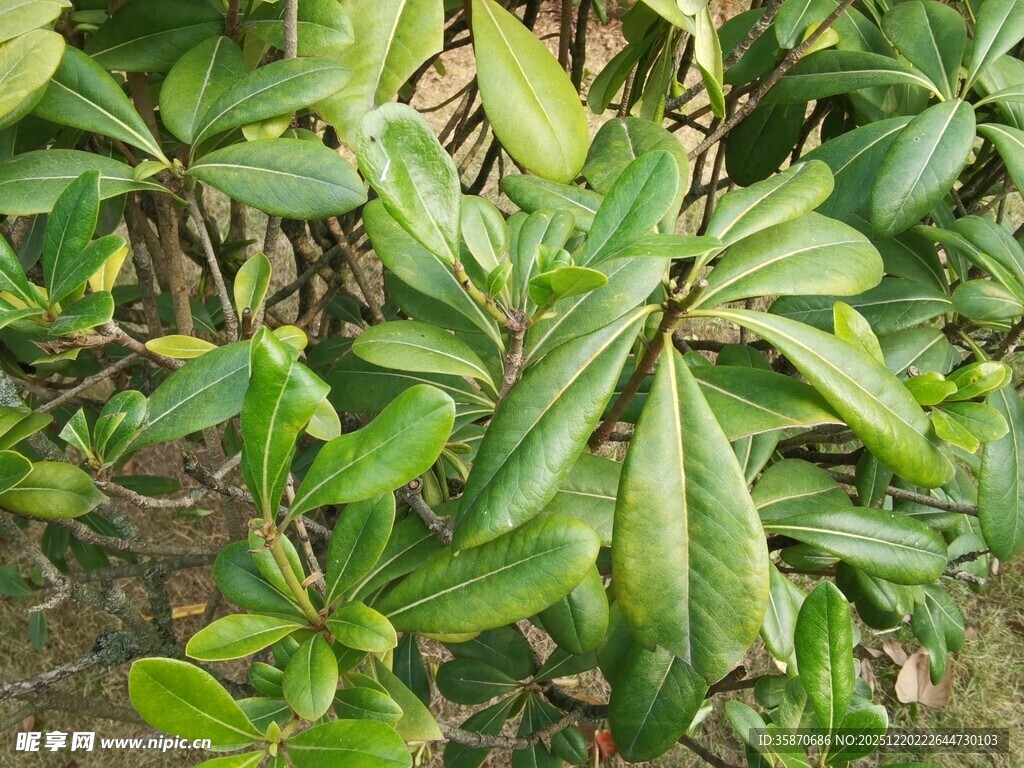 绿叶繁茂的植物景观