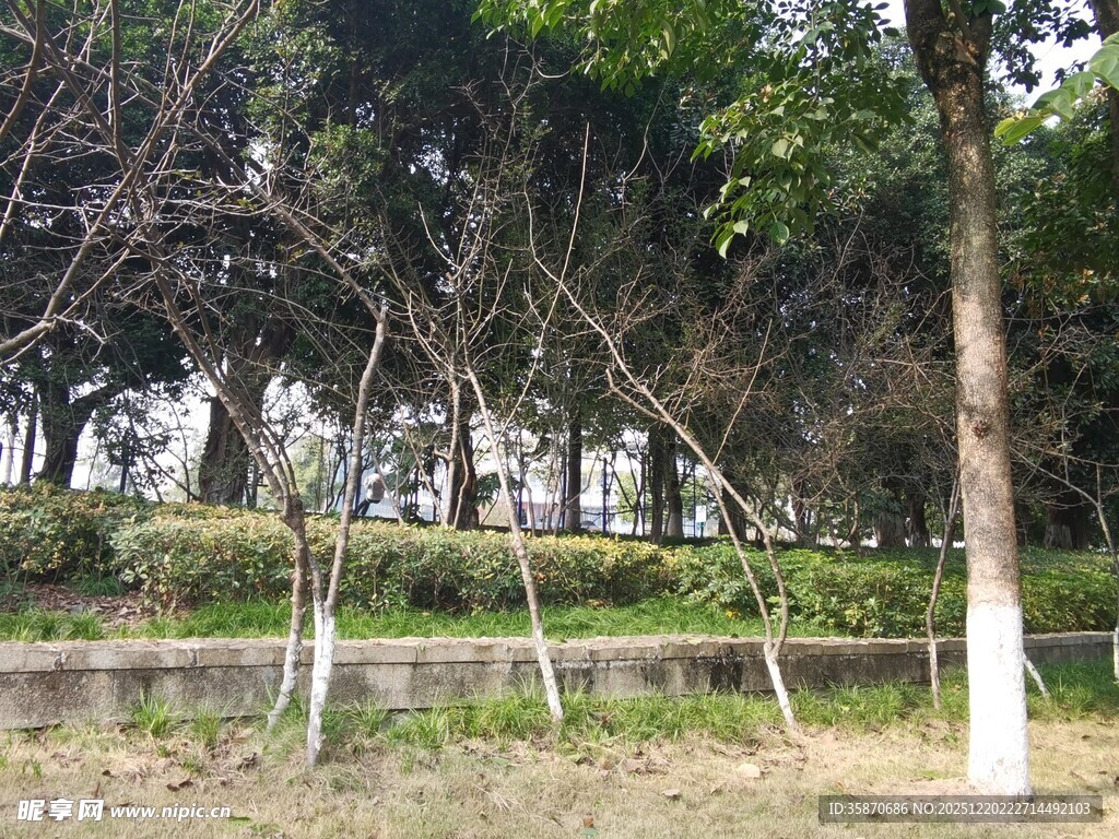 公园树林中的自然景致