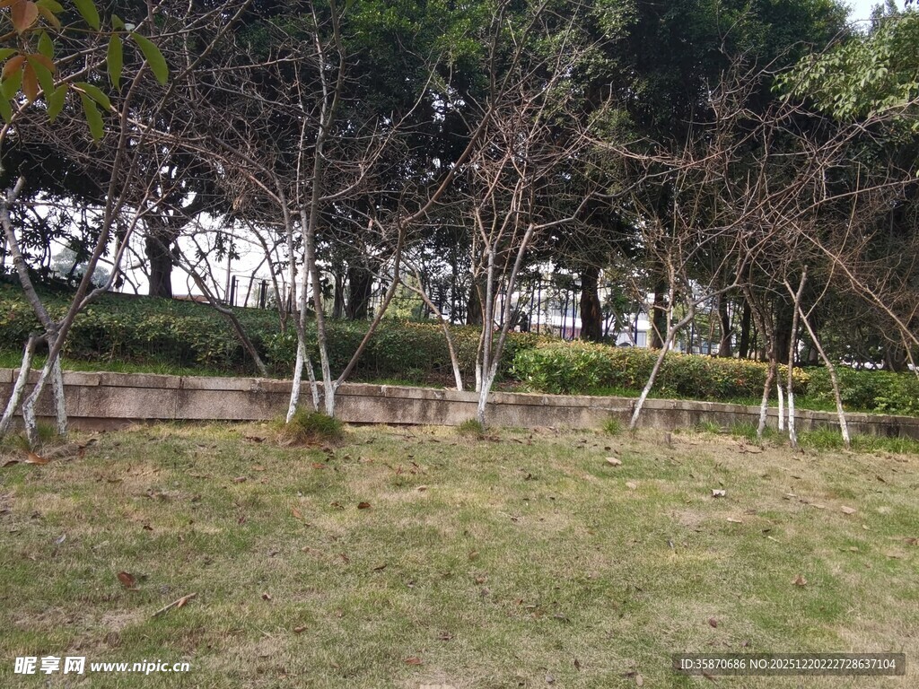 户外草地树林景观