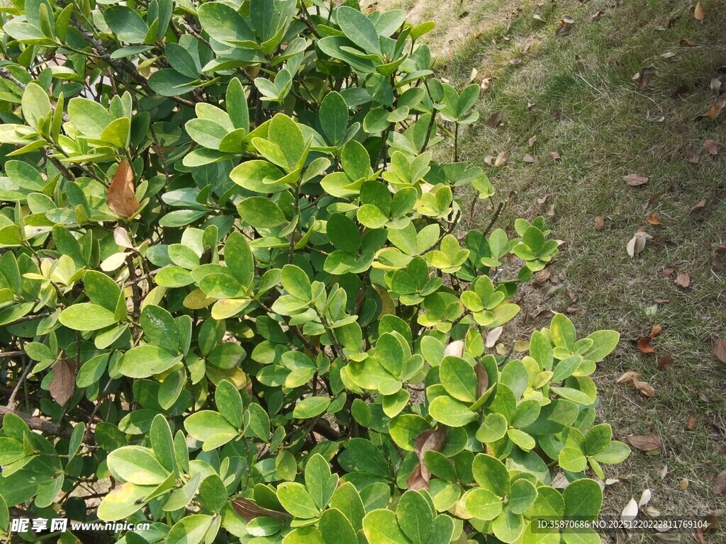 绿叶繁茂的植物景观