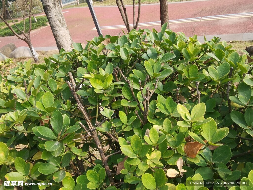 绿叶繁茂的灌木丛