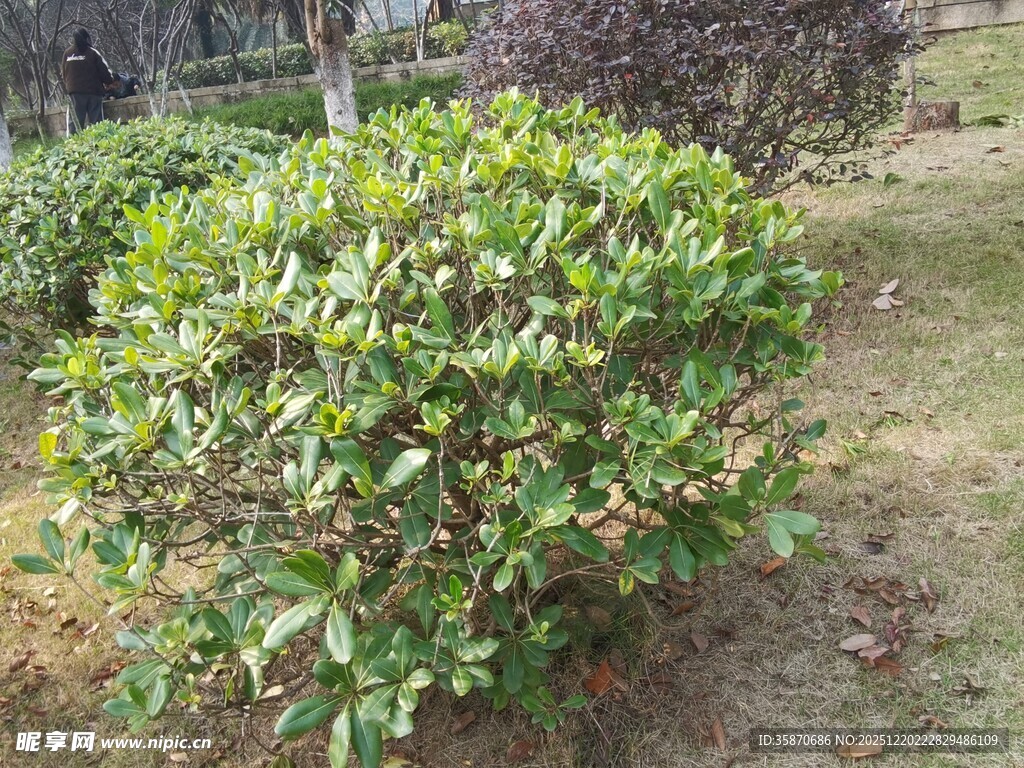 绿叶繁茂的户外灌木丛