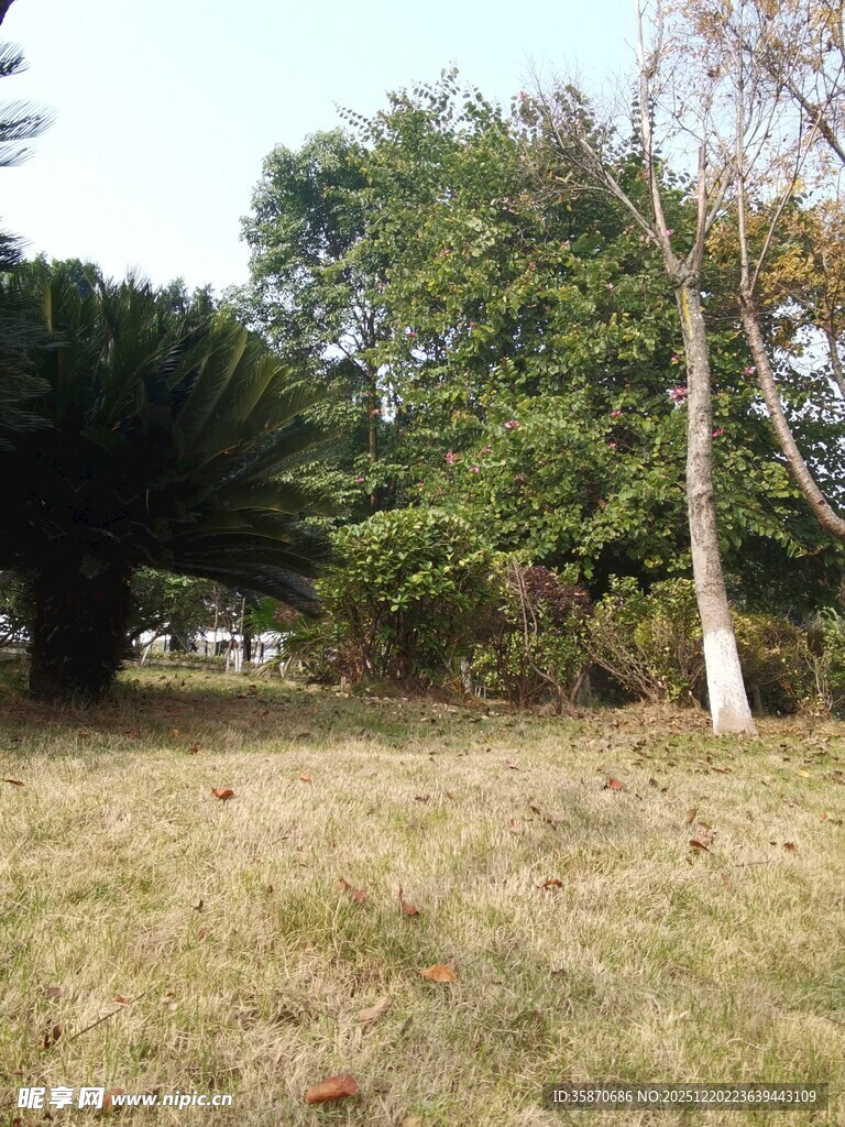 户外林间草地风景